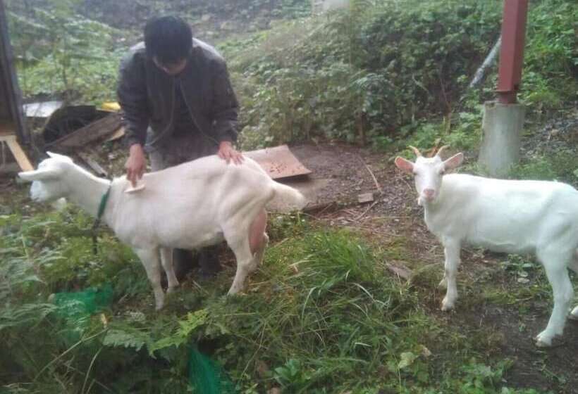 酒店 Dancinghouse Chikichiki Banban