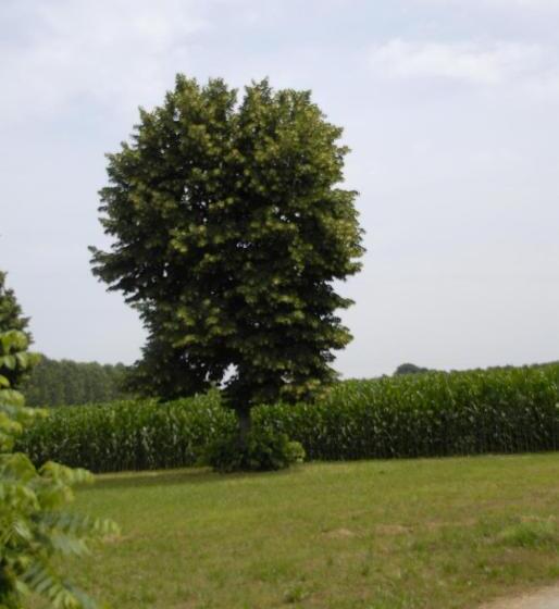 ベッドアンドブレックファースト Spighe Paglia E Girasole