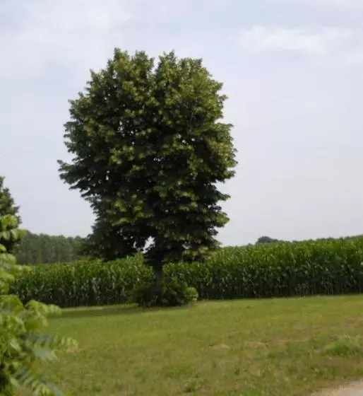 Aamiaismajoitus (B&B) Spighe Paglia E Girasole