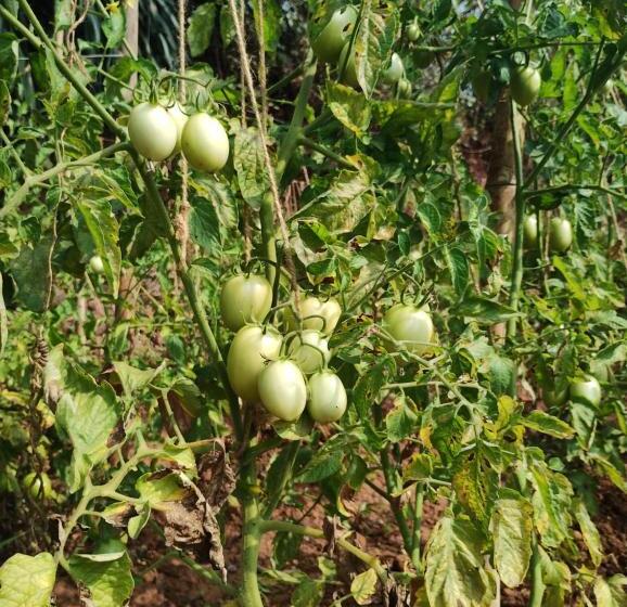 فندق Megh Malhar Agro Tourism