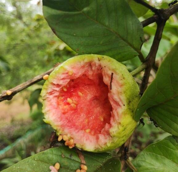 فندق Megh Malhar Agro Tourism