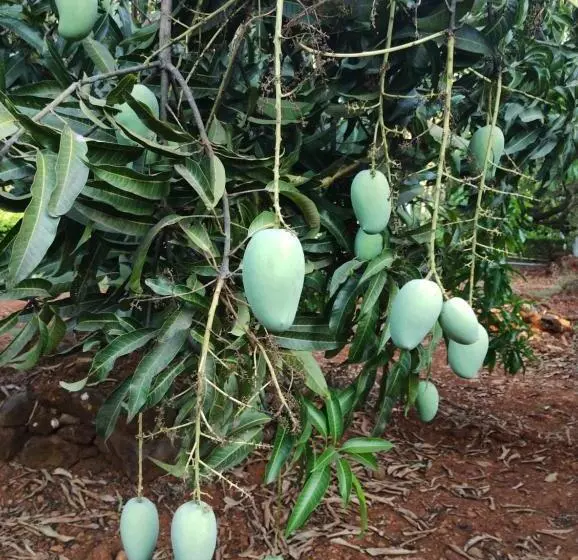 Hotelli Megh Malhar Agro Tourism