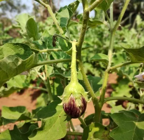 Hotelli Megh Malhar Agro Tourism