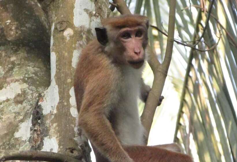 بنسيون Jungle Guest Mirissa