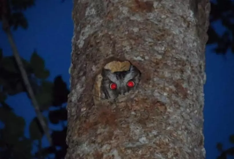 酒店 Villas Chicanna