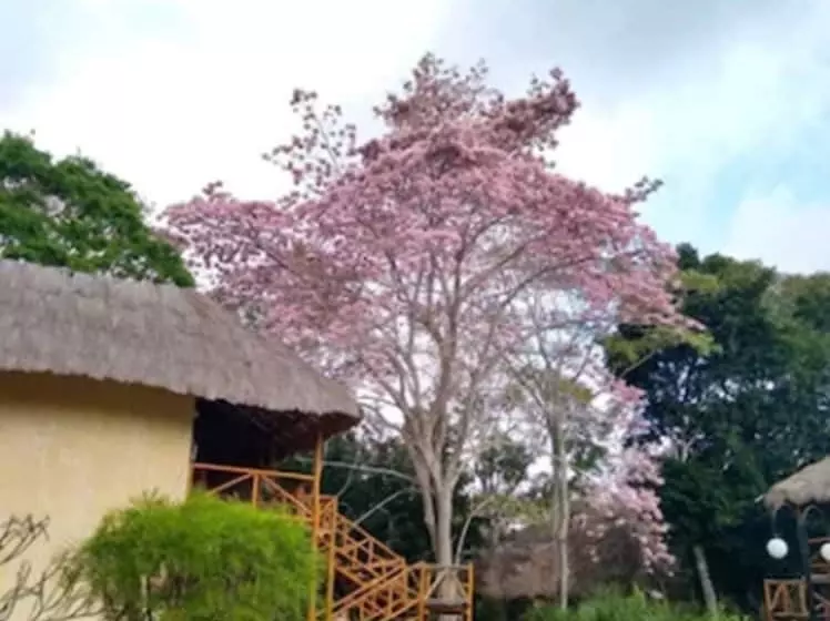 酒店 Villas Chicanna