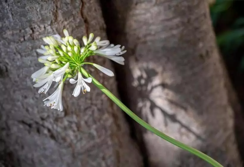 Отель Agroturismo Son Siurana