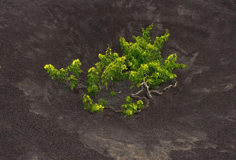 هتل Radisson Blu Resort Lanzarote