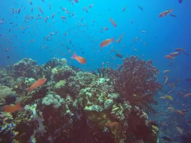 هتل Anilao Scuba Dive Center