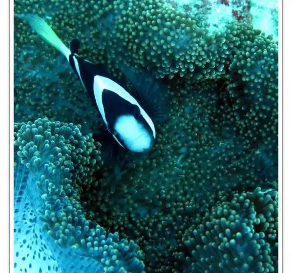 هتل Anilao Scuba Dive Center
