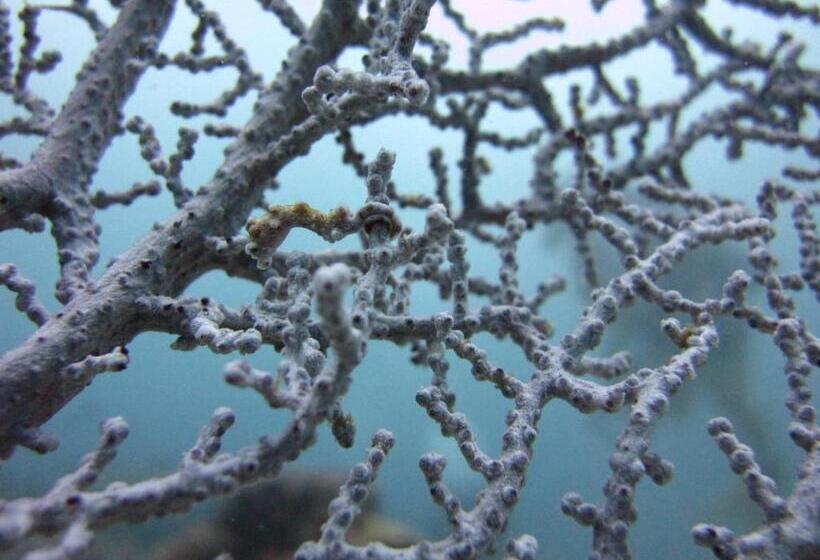 Hotel Anilao Scuba Dive Center