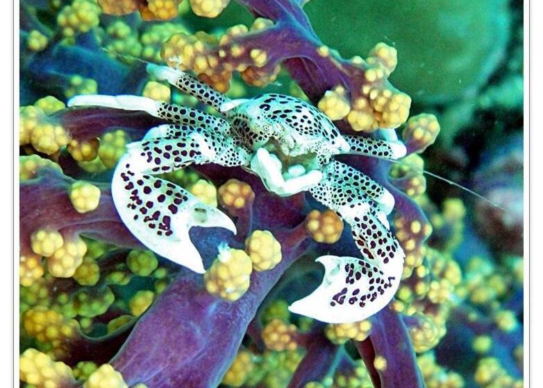 Hotel Anilao Scuba Dive Center