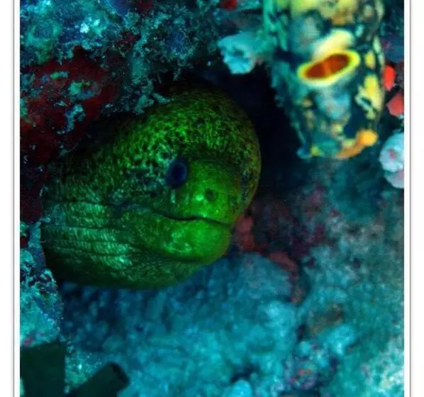 هتل Anilao Scuba Dive Center