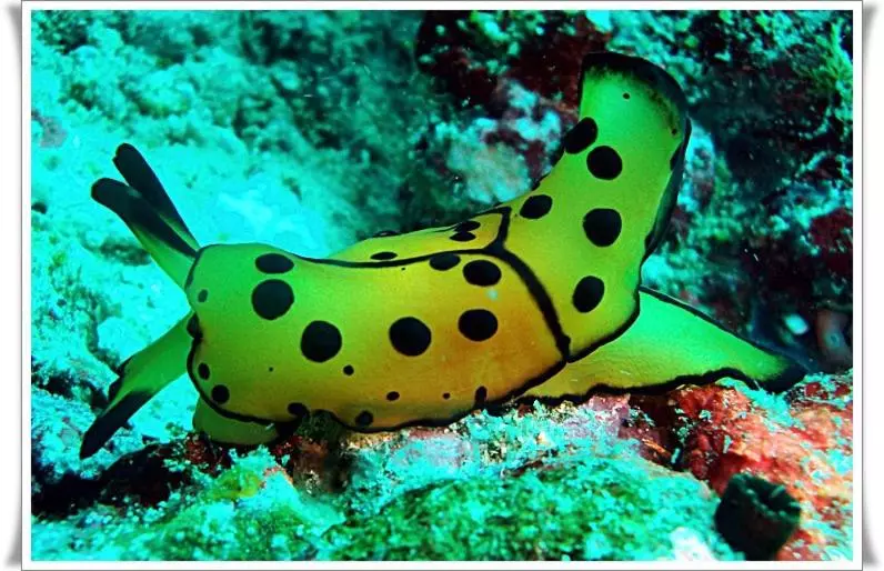 هتل Anilao Scuba Dive Center