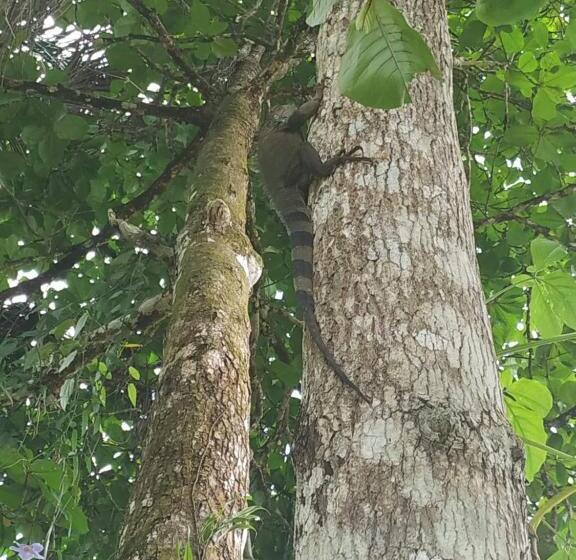 تختخواب و صبحانه La Luciernaga Big Creek