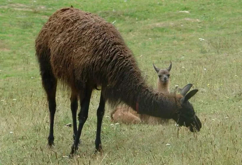 Aamiaismajoitus (B&B) Les Etangs De Pitié