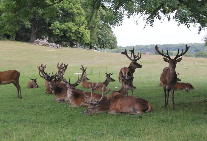 فندق Richmond Hill