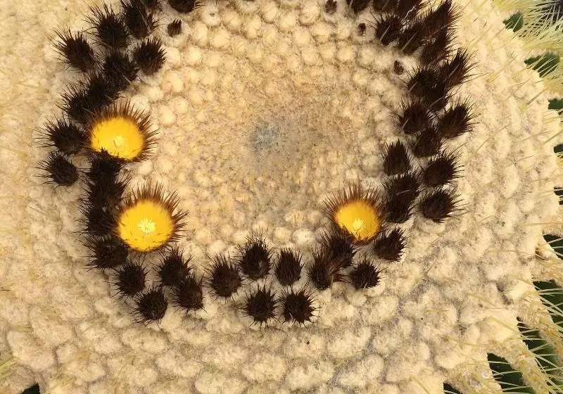 El Caserío De Güime