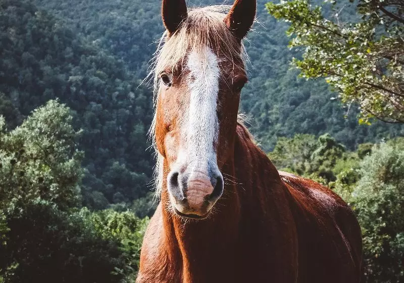 호텔 Hog Hollow Country Lodge