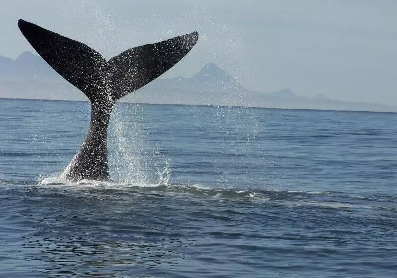 호텔 Hog Hollow Country Lodge