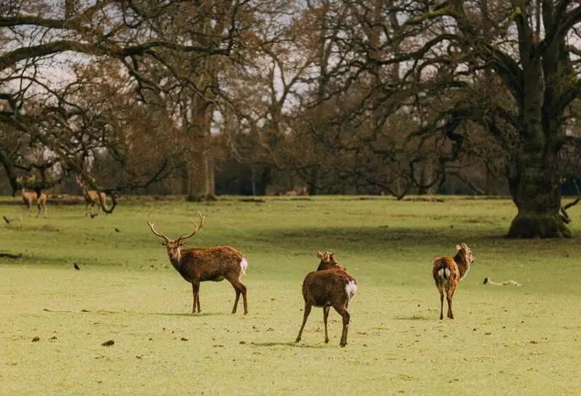 Отель The Woburn