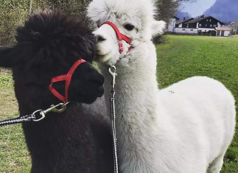 Sporthotel Wilder Kaiser