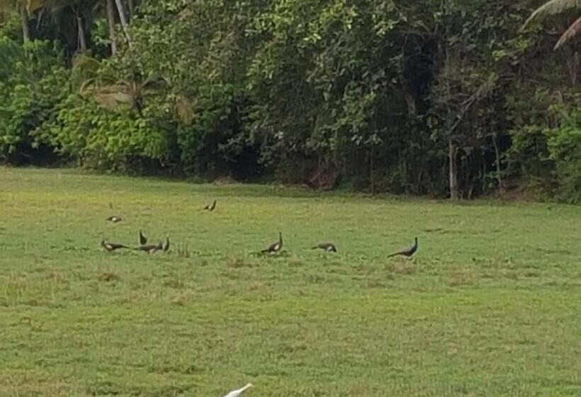 פנסיון Palm Shades Spring