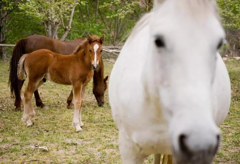 Общежитие L Orri Del Pallars