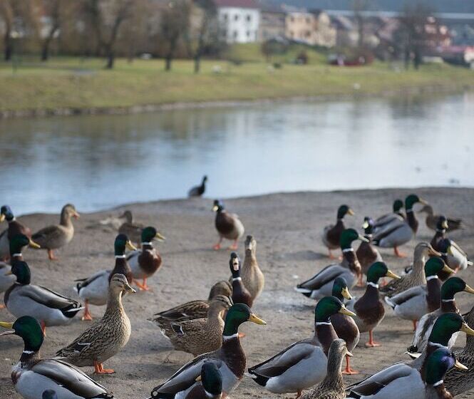 בית מלון כפרי Grand Litava Beroun