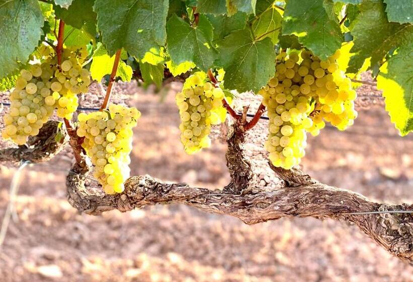 בית מלון כפרי Pago De Cirsus