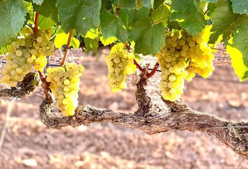 בית מלון כפרי Pago De Cirsus