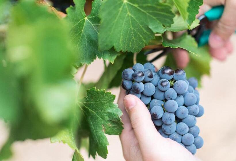 בית מלון כפרי Pago De Cirsus