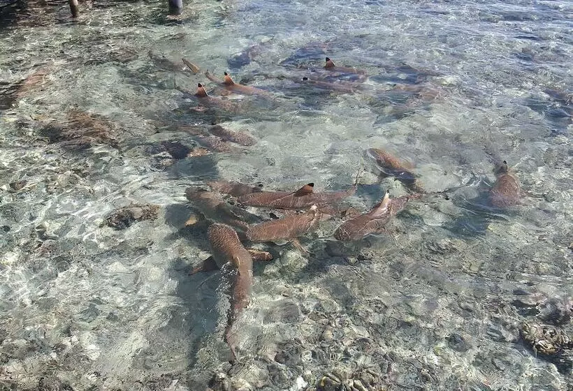 هتل Tetamanu Village