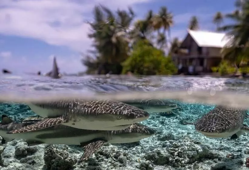 هتل Tetamanu Village