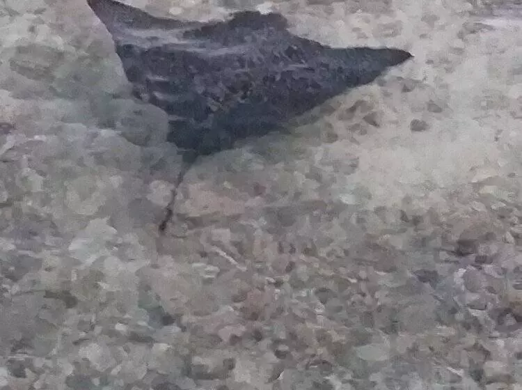 هتل Tetamanu Village