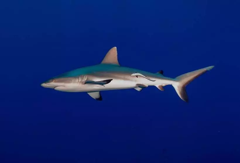 هتل Tetamanu Village