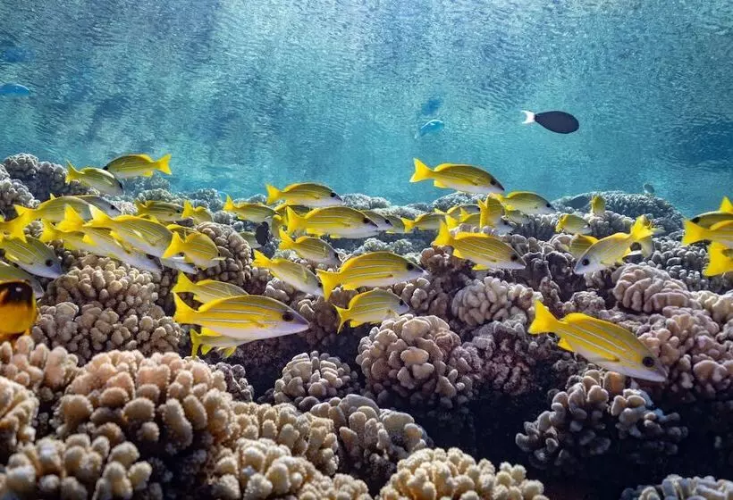 هتل Tetamanu Village