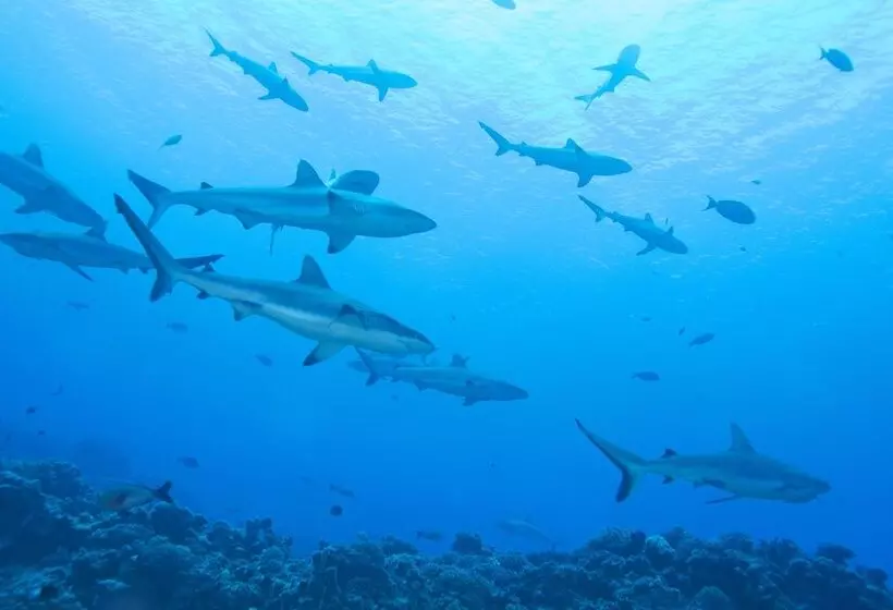 هتل Tetamanu Village