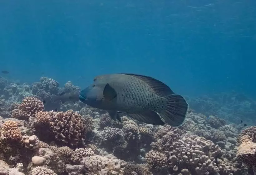 هتل Tetamanu Village