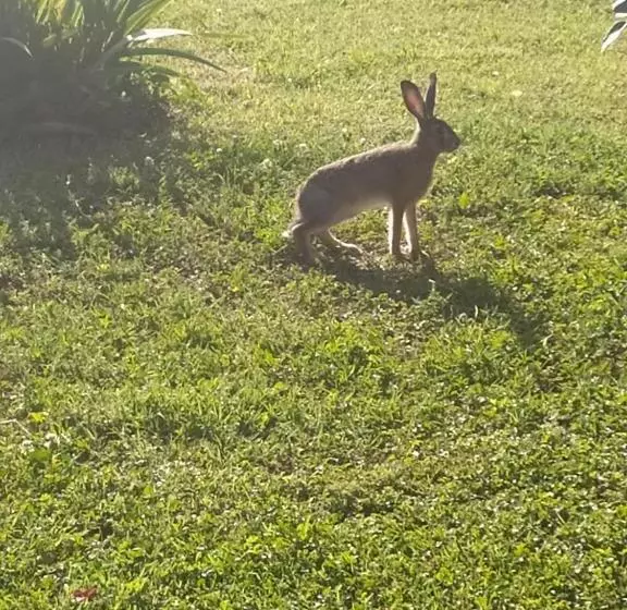 ベッドアンドブレックファースト La Rosa Selvatica