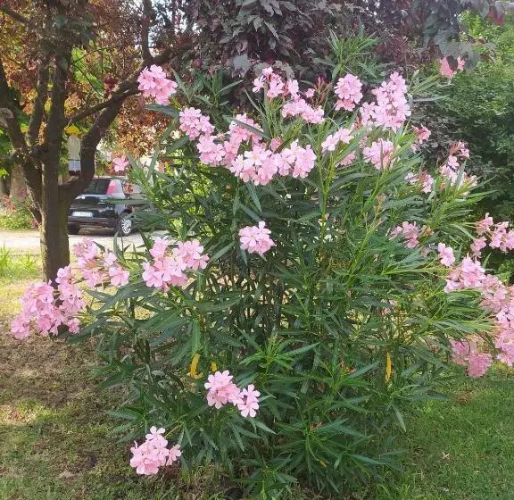 ベッドアンドブレックファースト La Rosa Selvatica