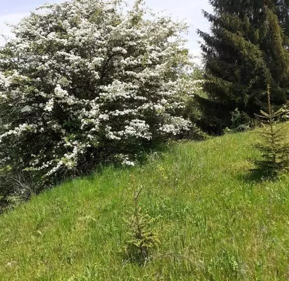 ホテル Pensiunea Perla Maramuresului