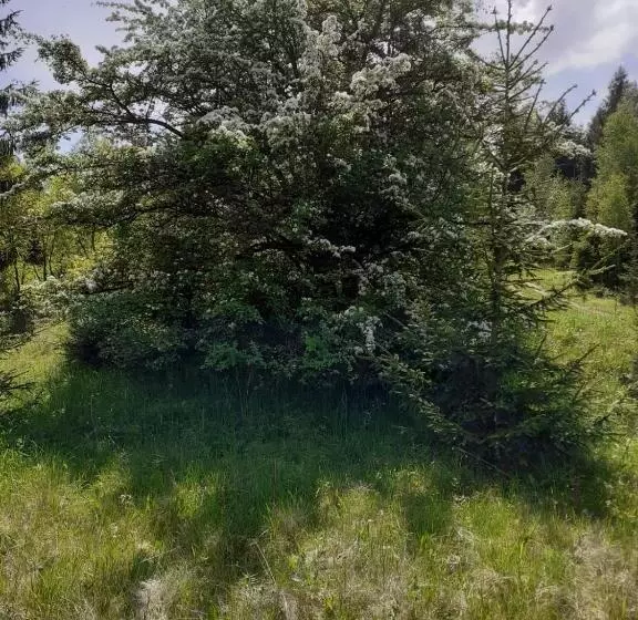 ホテル Pensiunea Perla Maramuresului