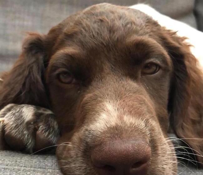 ホテル Villa Blauwhemel Diever