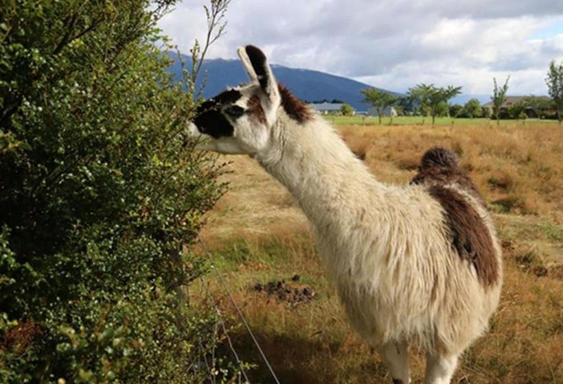 فندق صغير Bob & Maxines Backpackers