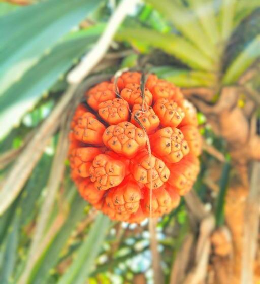 Kactus Eco Resort & Wellness On Kohtakiev Island