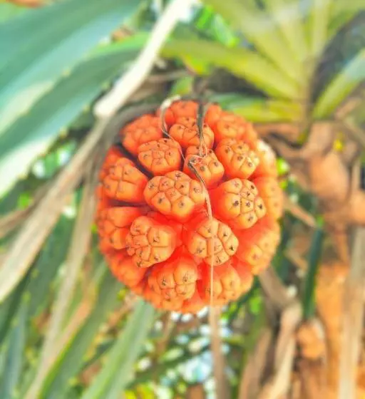 Kactus Eco Resort & Wellness On Kohtakiev Island