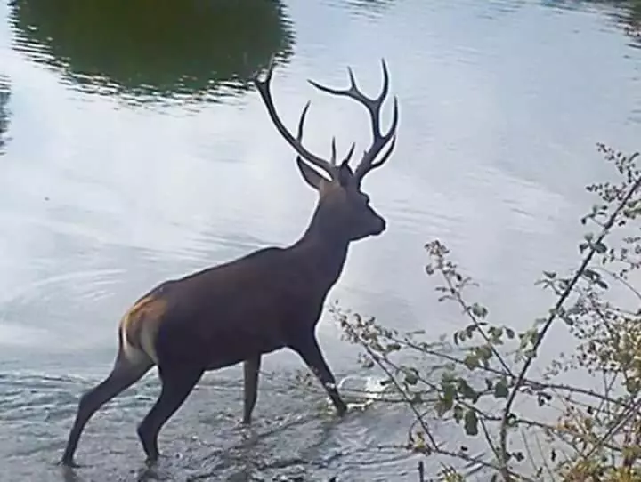 Сельский отель Palacio Guzmanes