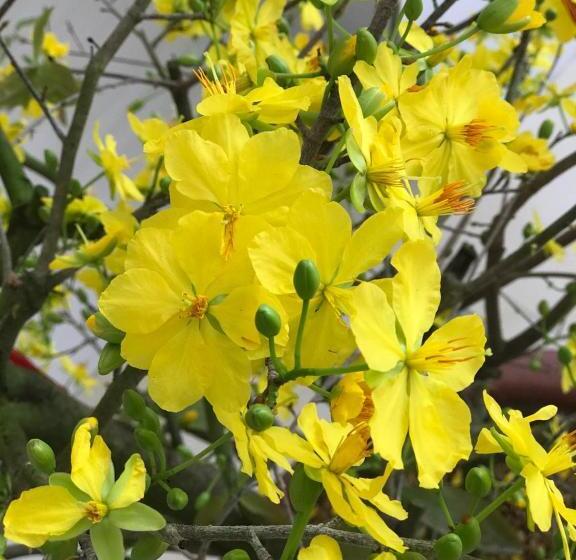 هتل Nhà Nghỉ LÂm Anh