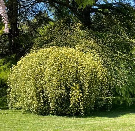 ペンション Villa Vitturi